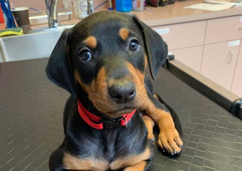 Carousel Slide 4: Dog veterinary care